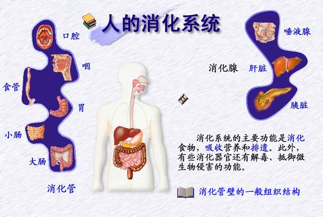 人的消化系统